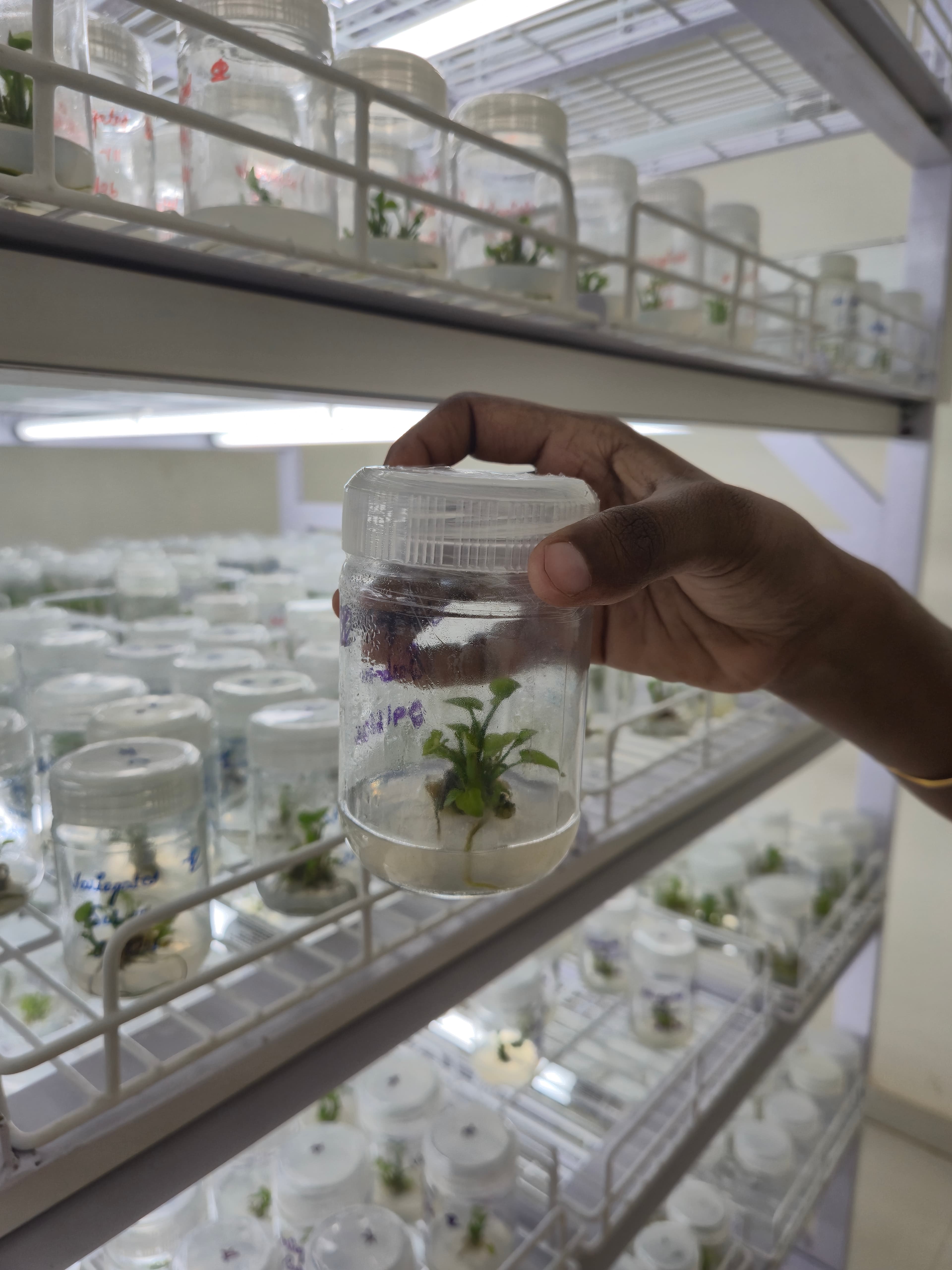 Tissue Culture Facility