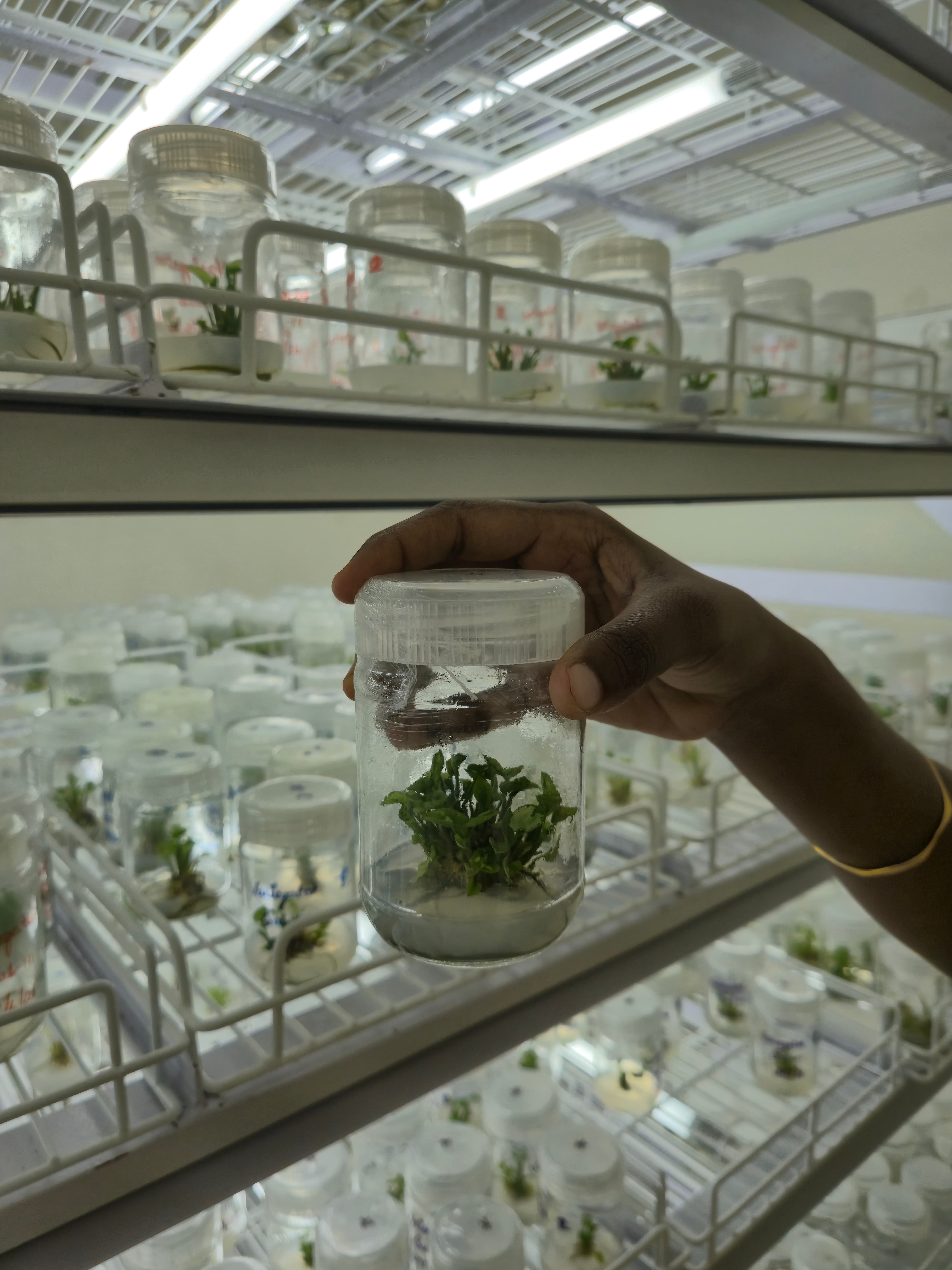 Tissue Culture Facility